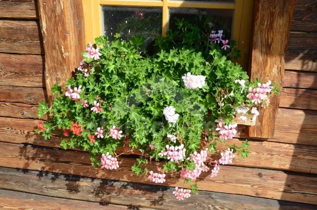 Appartement Südbömische Teiche JC 0127 A