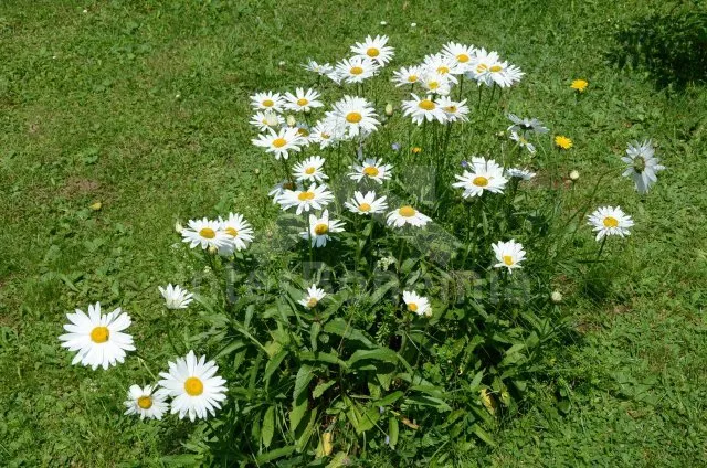 Chalupa Šumava a předhůří JC 0133