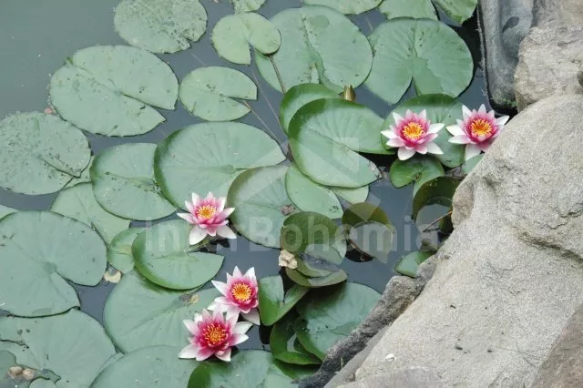 Appartement Ore Mountains KH 0002 A