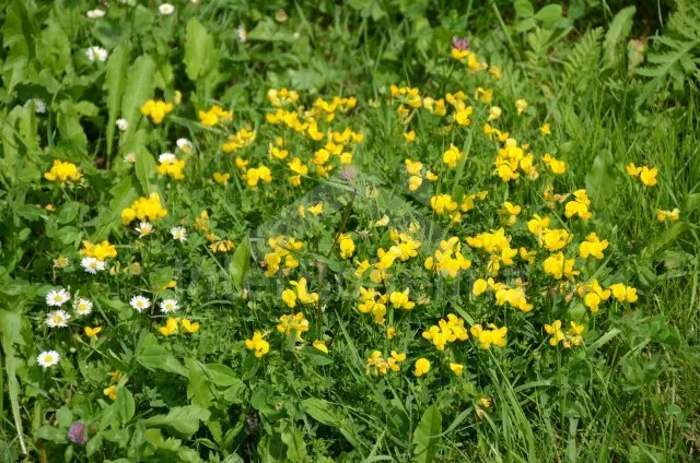 Villa Tsjechisch Kanada JC 0226