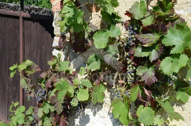 Statek České Budějovice a okolí JC 0542