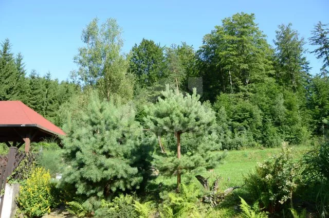 Boswachtershuis Heuvel gebied rondom Nove Hrady JC 0545