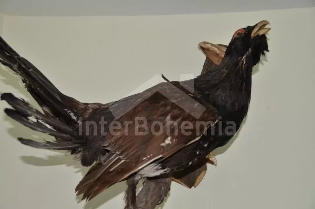 Boswachtershuis Heuvel gebied rondom Nove Hrady JC 0545