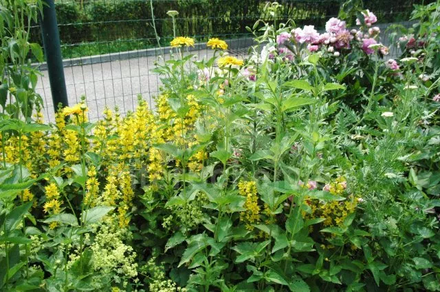 Domek Šumava a předhůří JC 0617