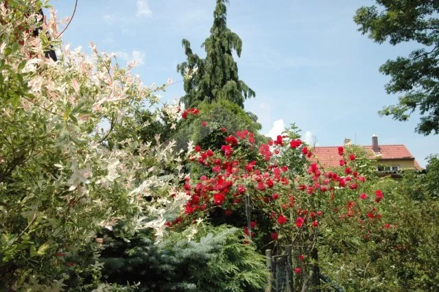 Domek Šumava a předhůří JC 0617