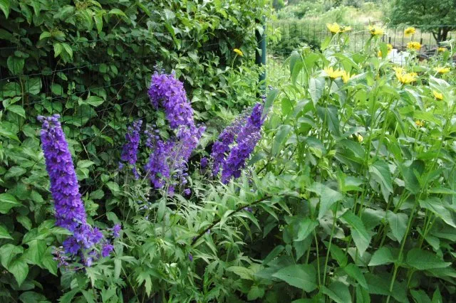 Domek Šumava a předhůří JC 0617