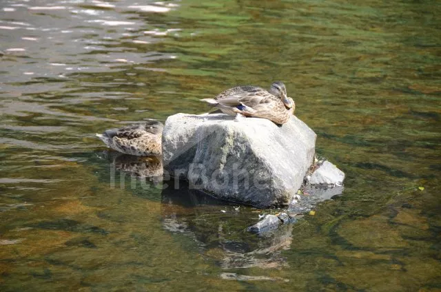 Domek Šumava a předhůří JC 0628