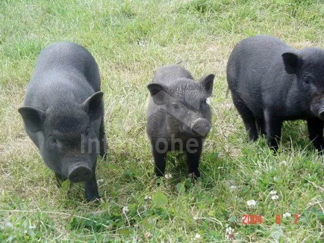 Apartmán Jizerské hory JH 0003 B