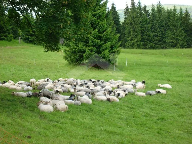 Chalupa Jizerské hory JH 0022