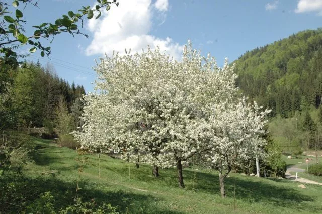 Chalupa Jizerské hory KK 0004