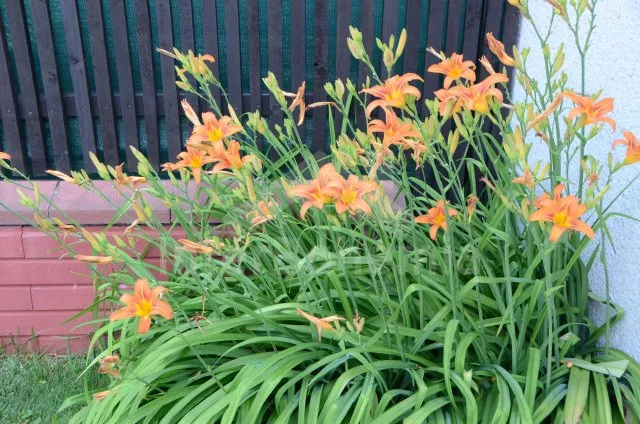 Vakantiehuis Gebied rondom de stad Pisek JC 0629