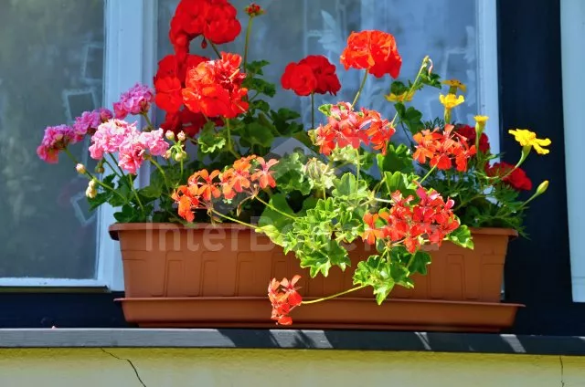 Appartement Riesengebirge KK 0109