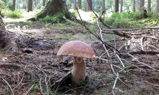 Holiday Home Giant Mountains KK 0120