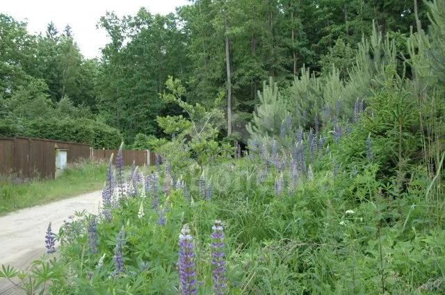 Chalet Tábor and Surroundings JC 0681