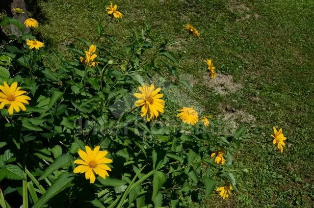 Chata Jeseníky SM 0091