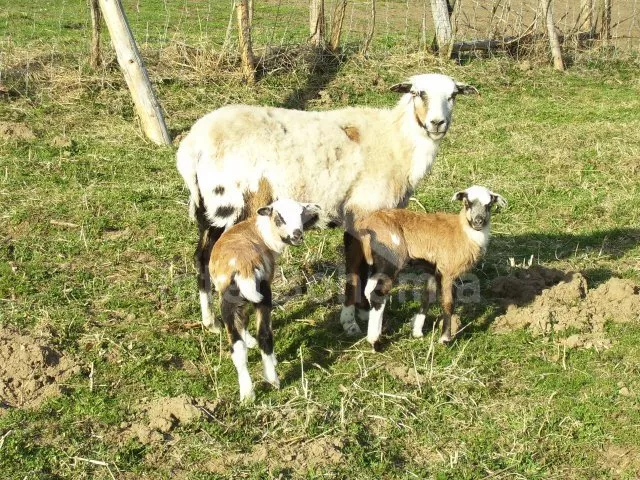 Apartmán Lipno JC 0743