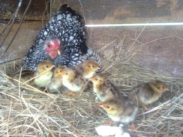 Apartmán Lipno JC 0743