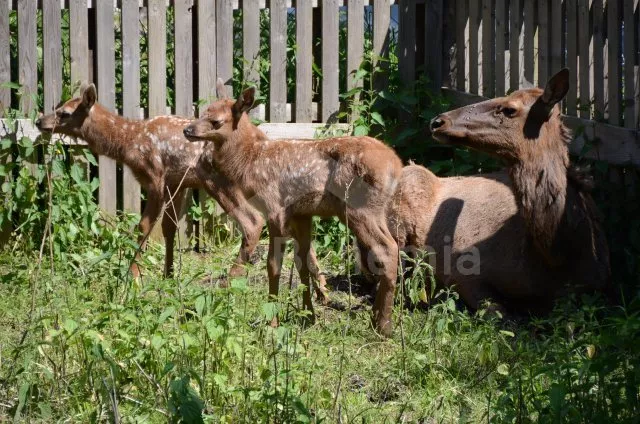 Apartmán Lipno JC 0743