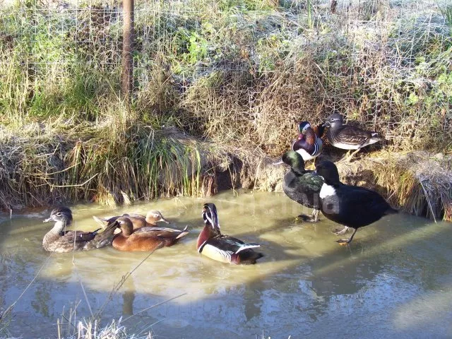 Apartmán Lipno JC 0743