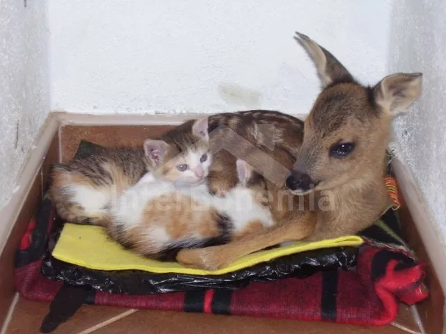 Apartmán Lipno JC 0743