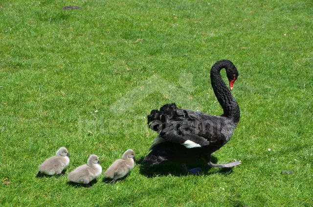 Apartmán Lipno JC 0743