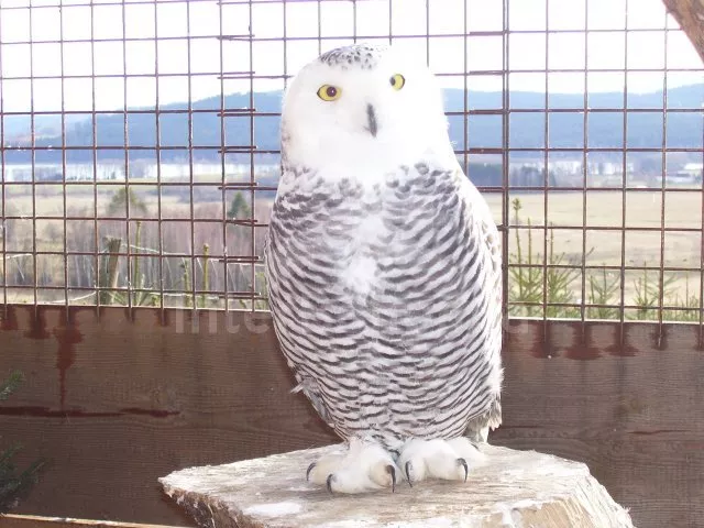 Apartmán Lipno JC 0743