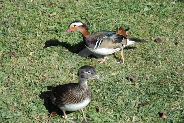 Apartmán Lipno JC 0743