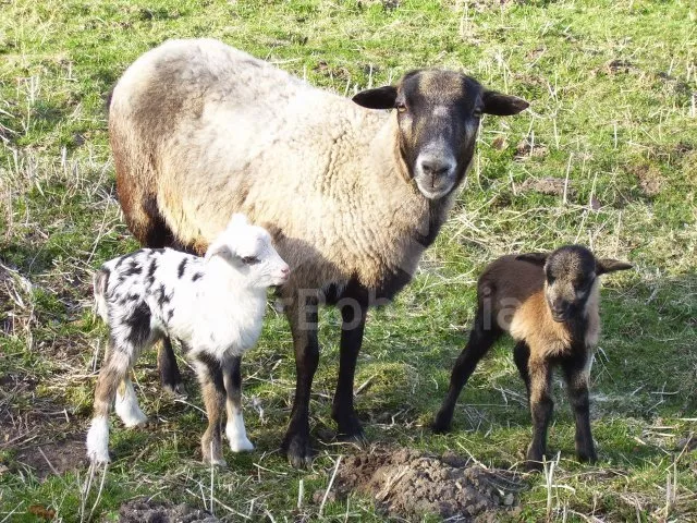 Apartmán Lipno JC 0743