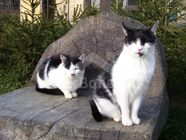 Apartmán Lipno JC 0743