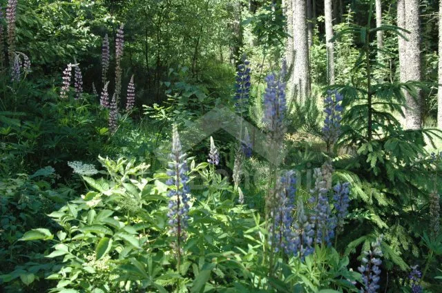 Bungalow Böhmisch – Mährischen Hochland JC 0752