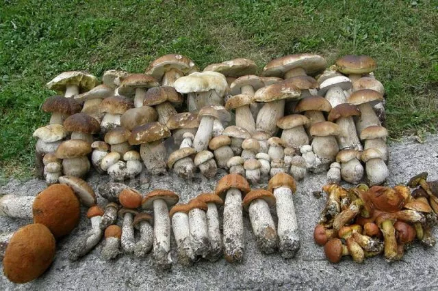 Chalet Slovakia SL 0006