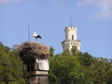 Hluboká nad Vltavou čapí hnízdo