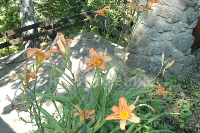 Chata Křivoklátsko OP 0016