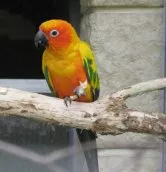 Papouščí ZOO Bošovice