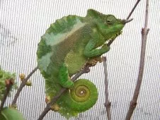 Zoopark Na Hrádečku Horní Pěna