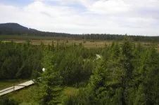 Jezerní slať u Kvildy