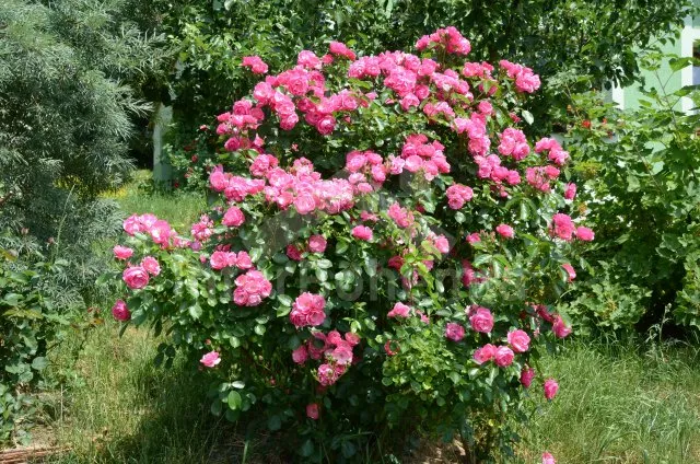 Vakantiehuis Kuuroorden driehoek ZC 0003