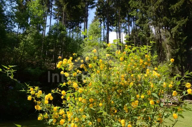 Chata Českomoravská vrchovina JC 0045