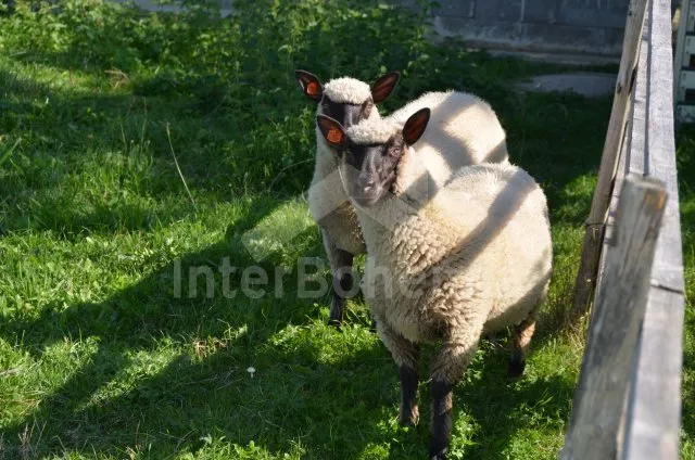 Vila Jihočeské rybníky JC 0418