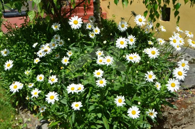 Statek Tábor a okolí JC 0260