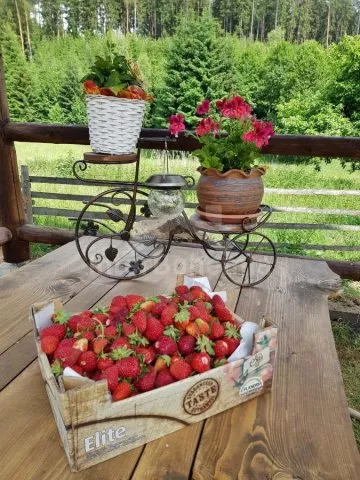 Srub Tábor a okolí JC 0312