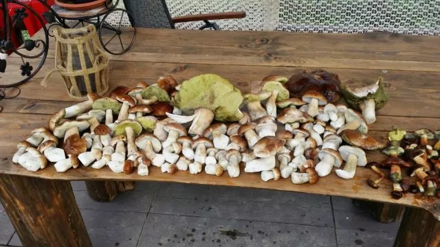 Srub Tábor a okolí JC 0312