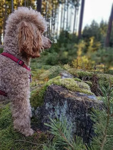 Srub Tábor a okolí JC 0312