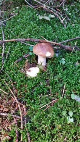 Srub Tábor a okolí JC 0312