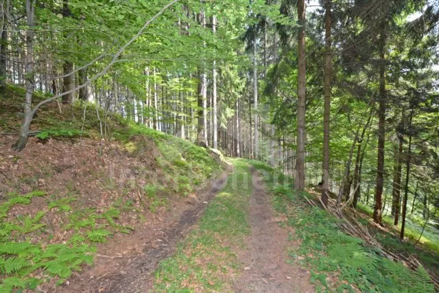 Lesní příjezdová cesta