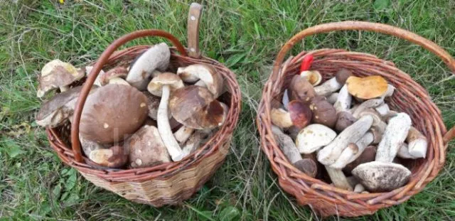 Chalupa Krkonoše a předhůří - Křížlice (Benecko) KK 0136