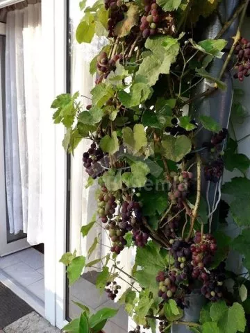 Appartement Lipno meer - Frymburk JC 0316