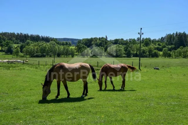 Bungalow Südböhmen – Böhmerwald - Zavlekov ZC 0185