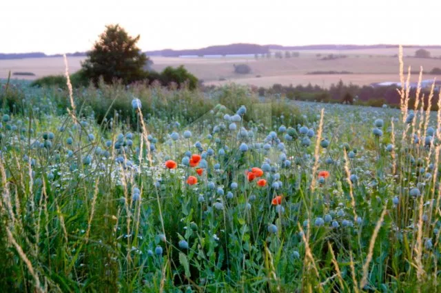 Chalupa Český les - Milíře ZC 0189