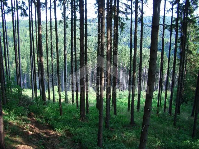 Chalupa Český les - Milíře ZC 0190